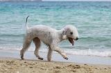 BEDLINGTON TERRIER 059